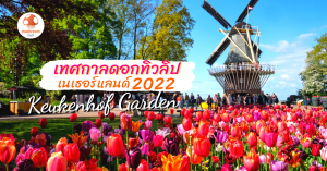 เทศกาลดอกทิวลิป เนเธอร์แลนด์