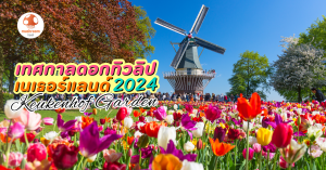 เทศกาลดอกทิวลิป เนเธอร์แลนด์